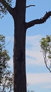 2.7K views · 68 reactions | Meet the Laced Monitor – One of...