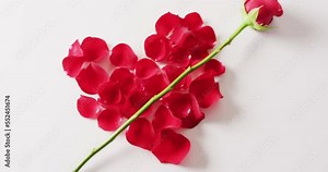 Video of single red rose flower stem across heart of red rose petals on white background