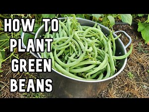 How to plant bush green beans