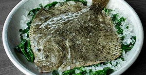 DUTCH TURBOT FARMER FIRST IN WORLD TO ACHIEVE ASC FLATFISH CERTIFICATION