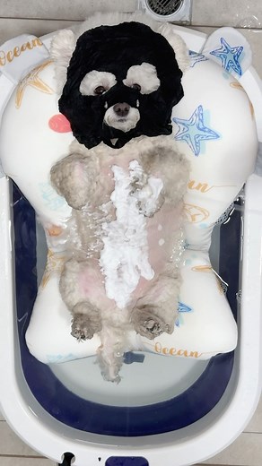 29K views · 22K reactions | Bath time 殺 | Dogs Pets Puppies | Facebook