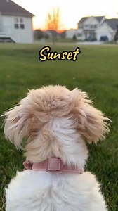 Ok, we kinda love @jasperthedoll #sunset #jasper #dogsoftiktok #pet #shihtzu | Thatdogstella