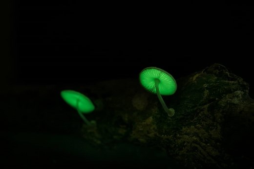 11 Mushrooms that Glow in the Dark