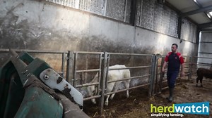 164 reactions · 11 shares | Meet Shane O’Neill, a dedicated suckler farmer hailing from the picturesque west Cork. Balancing a full-time off-farm job, Shane expertly manages both a commercial and pedigree suckler herd. His secret to success? The Herdwatch app, which he utilizes to enhance farm efficiency and eliminate hours of paperwork | Herdwatch | Facebook