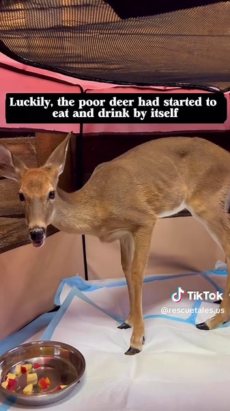 Adorable Baby Deer Moments That Will Melt Your Heart