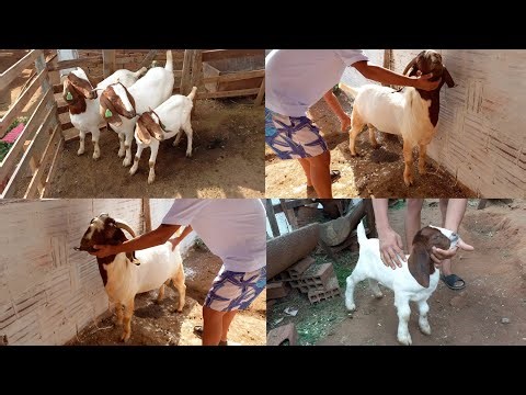 CRIAÇÃO DE CABRAS BOER NO CARIRI PARAIBANO REBANHO RODRIGUES