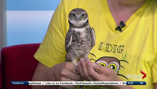 Nature Saskatchewan and the Burrowing Owls Interpretive Centre