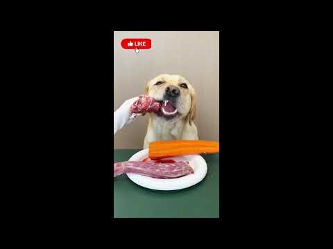 Raw Feast of the Day 🐶🥩 Ultimate Dog ASMR Plate
