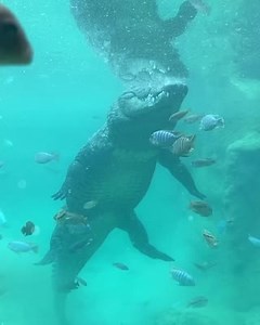 1.1M views · 3.2K reactions | F L O A T Y | San Antonio Zoo | Facebook