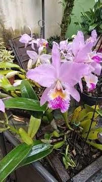 Cattleya labiata, the Queen of orchids of the Northeast.