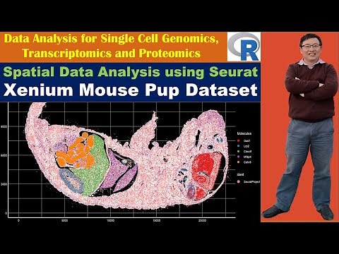 Spatial Data Analysis using Seurat: Xenium Mouse Pup Dataset