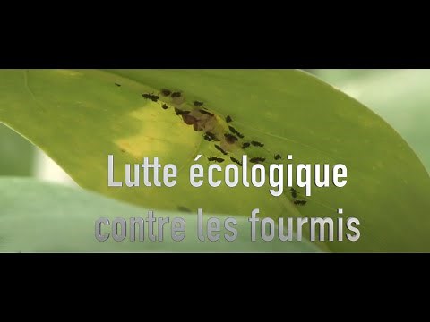 Fight ants naturally