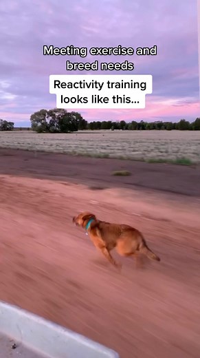 Effective Dog Reactivity Training Strategies