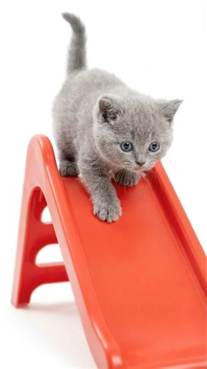 i didn’t expect to go this fast bro 😭🛝 #shorts #kitten #cute