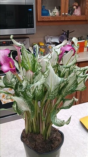 How to Care for Frozen Queen Calla Lily growth guide #plant #gardening #plants #outdoors #spring