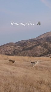 2.7K views · 48 reactions | Wolves being wolves; that’s what we’re...