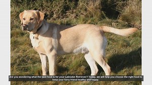 Best Food for Your Labrador Retriever: Keep Your Furry Friend Healthy and Happy