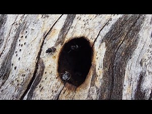 Extracting an Australian Native Bee Hive from a log