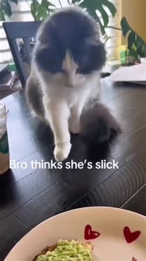 Caught Your Cat Being Playful: Funny Cat Moments