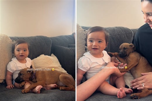 Foster puppy meets baby for first time, it couldn't have gone any better