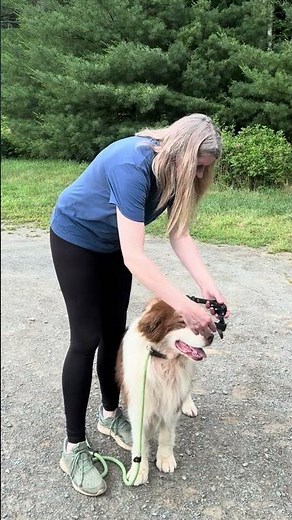 Reliable GPS Dog Containment System 2025