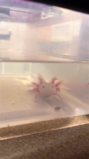 Cute Baby Axolotl Moments