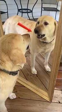 Who Is That Stranger? Animals Reacting To A Mirror #shorts