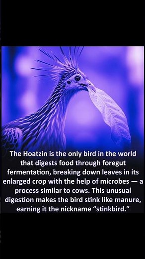 The Hoatzin: The Only Bird That Digests Like a Cow | Nature’s “Stinkbird”