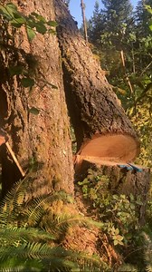 "Shade Reduction Specialist" #timberfaller #chainsaw #timber #chainsawman #bluecollar | Timber Falling Couple