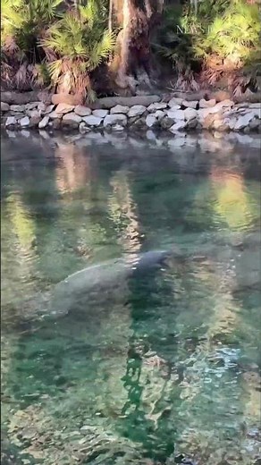 Florida cold weather brings 900+ manatees to Blue Spring State Park