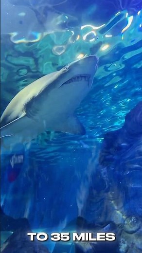 Inside the World of the Great White Shark 😱 #facts #american #usa #animalfacts #ocean #nature