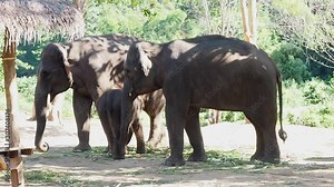 Asian elephant family mother father and baby in wildlife sanctuary or nation park.