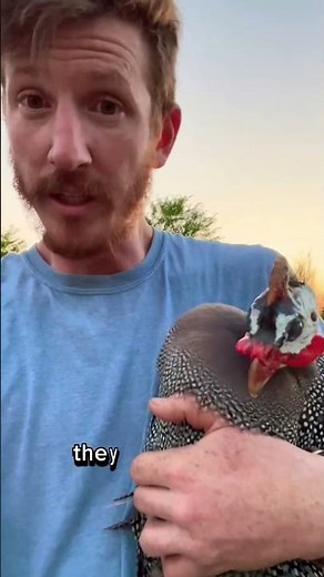 Have you ever heard of Guinea fowl? Let me introduce you to these fascinating birds!