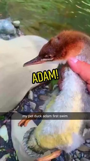 Adam the Duck's First Swim with Friends