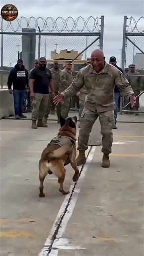 The Emotional Reunion Between a Military K9 and Its Handler 🐕❤️🇺🇸 #usa #k9 #military