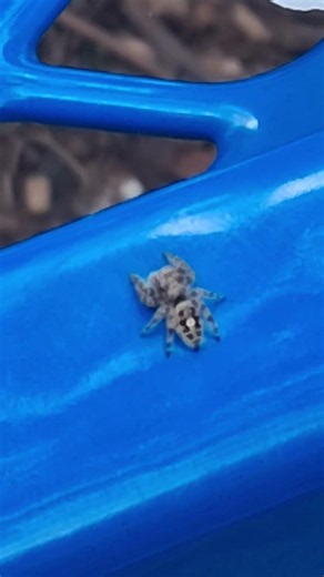 Bold Jumping Spider