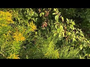 The Beautiful Forests of Canada