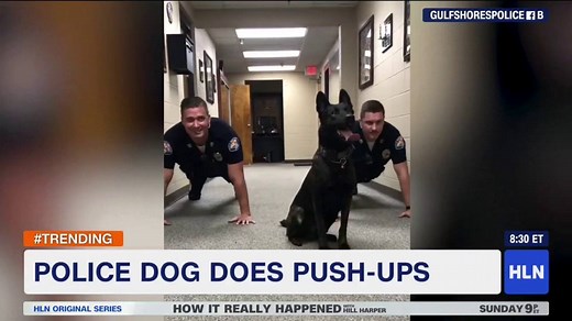 16K views · 413 reactions | Watch this police dog do push-ups!  | HLN | Facebook