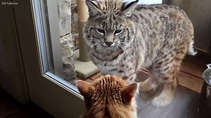 FELINE FACE-OFF! This house cat is utterly transfixed by a bobcat outside. | On The Red Carpet