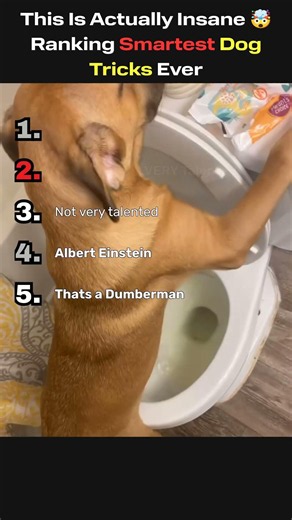 This Is Actually Insane 🤯 Ranking Smartest Dog Tricks Ever