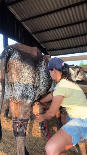 Milking a Cow: A Step-by-Step Guide to Dairy Farming