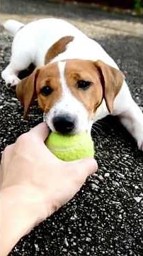 Tudo sobre o Jack Russell Terrier