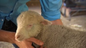 What happens when the world’s tiniest creatures steal the spotlight