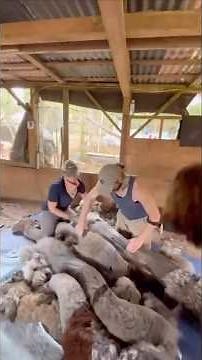 Quick and efficient alpaca shearing