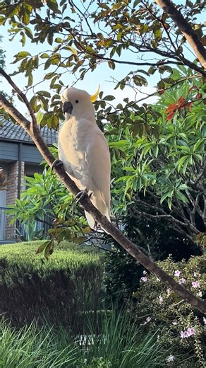 I love this wild cockatoos coming day by day in our courtyard 😍🥰 #cockatoos #viralvideo#cute#bird