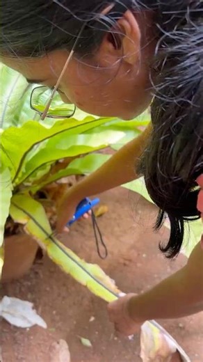 Ingane aan birds nest fern njn care cheyyar 🌱🌴