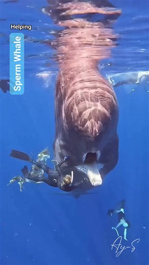 78K views · 1.3K reactions | A Heartwarming Tale from the Depths: Free Divers Rescue Sperm Whale  Credit to @globetrottingbaes #underwaterlife #helping #oceanconservation #spermwhale #whales #whale #whalewatching #marinelife #NatureWonders #UW #marinelife #reelsvideo #oceanlife #underwaterworld #virals #underwaterlife #underwatervideo #freediver #marineconservation | Red Sea Diving | Facebook
