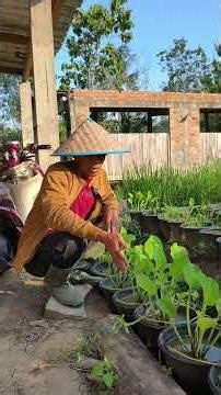 memanfaatkan lahan sempit untuk kita Tanami berbagai jenis sayuran dan buah
