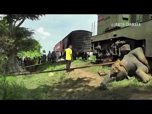 train - elephant accident