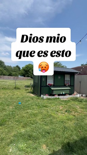 Vegetales naturales para gallinas en verano: merienda refrescante